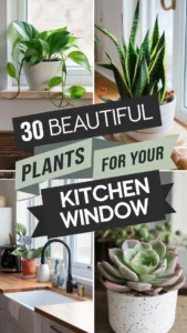 31-30+ Stunning Plants to Transform Your Kitchen Window! (11)